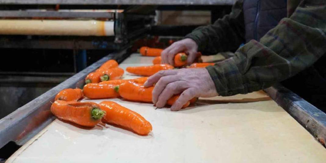 Ankara’da yoğun mesaili hasat vakti! Dönüm başına 10 ton verim bekleniyor: ‘Kalitesi, albenisi, tadı çok farklı’ 6